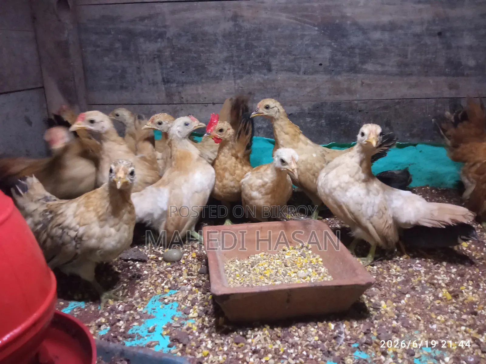 Malaysian Short Serama Chicken, Age 3 Months