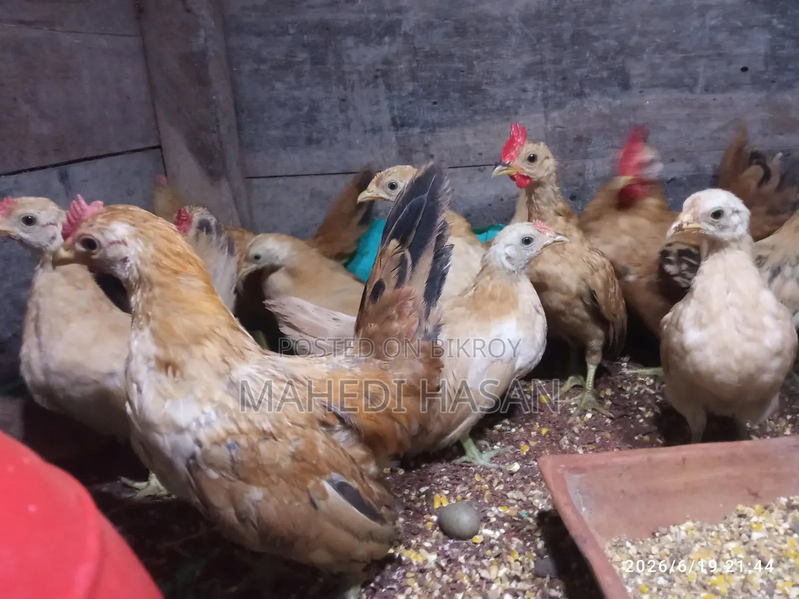 Malaysian Short Serama Chicken, Age 3 Months