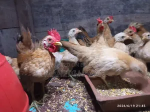 Malaysian Short Serama Chicken, Age 3 Months