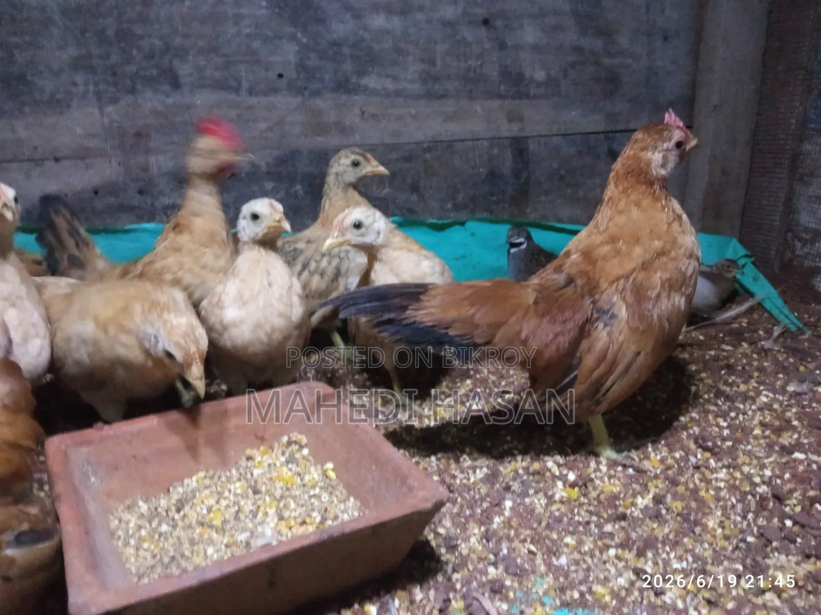 Malaysian Short Serama Chicken, Age 3 Months