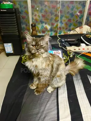 6-12 Months Female Purebred Persian