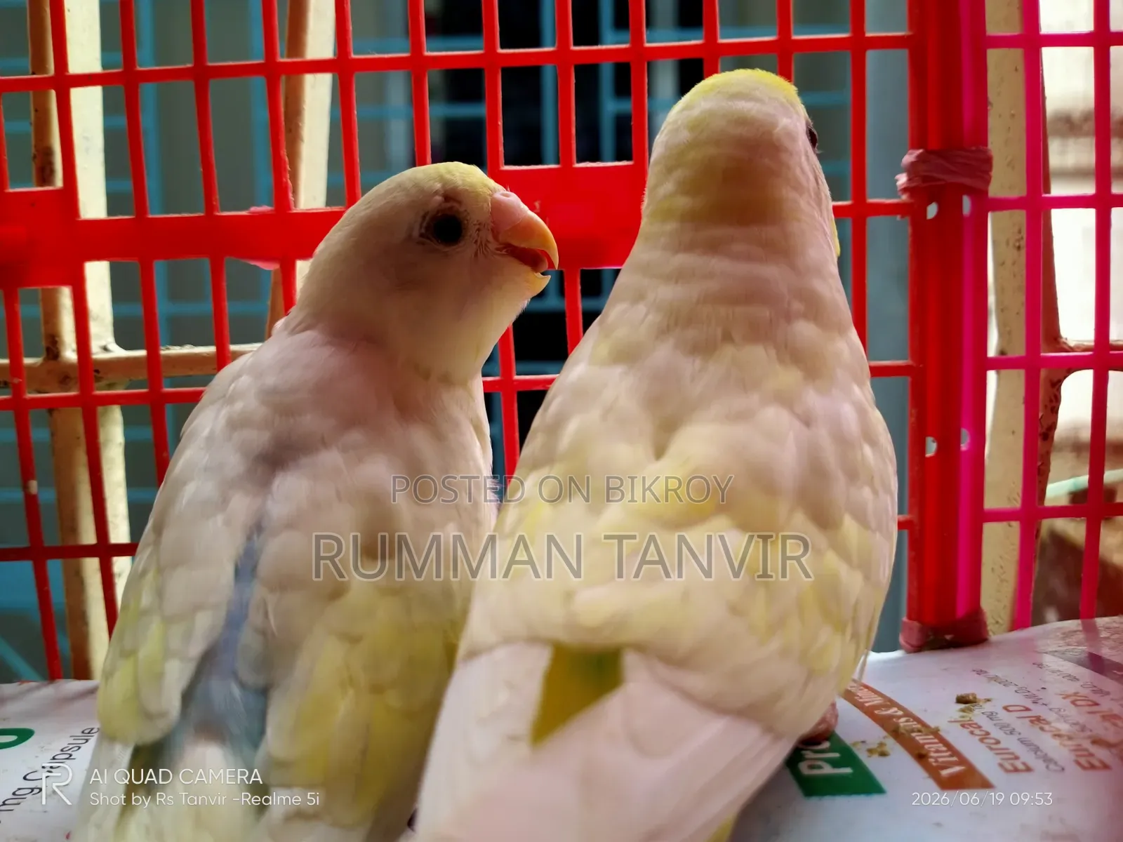 Running Paired Male 2 Pcs