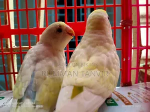 Running Paired Male 2 Pcs