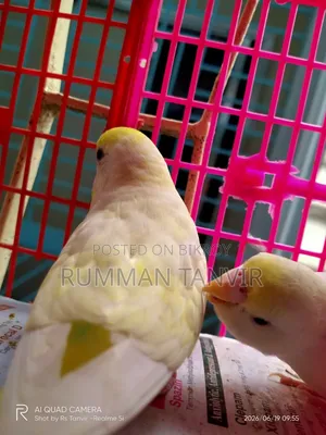 Running Paired Male 2 Pcs