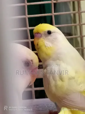 Running Paired Male 2 Pcs
