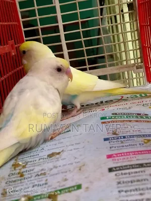 Running Paired Male 2 Pcs