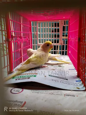 Running Paired Male 2 Pcs
