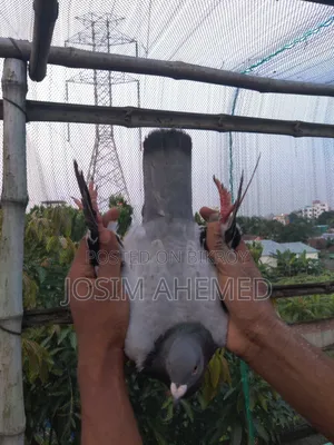 Shobji Racer