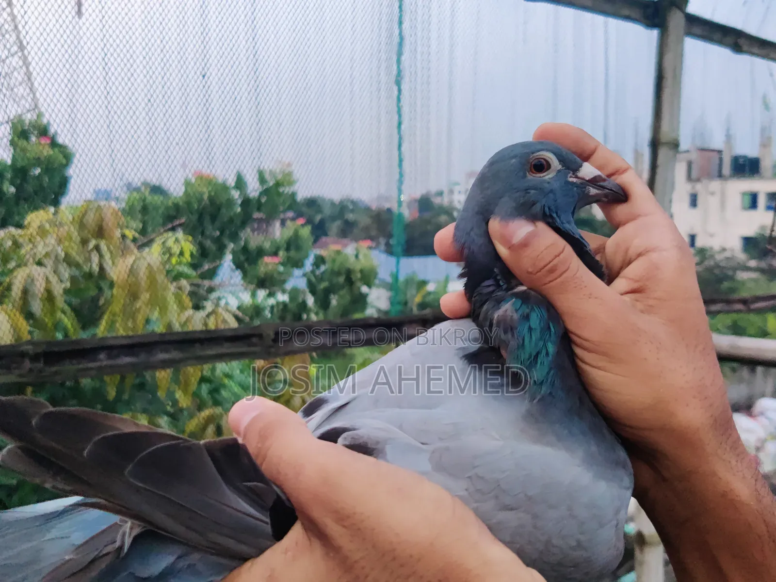 Shobji Racer