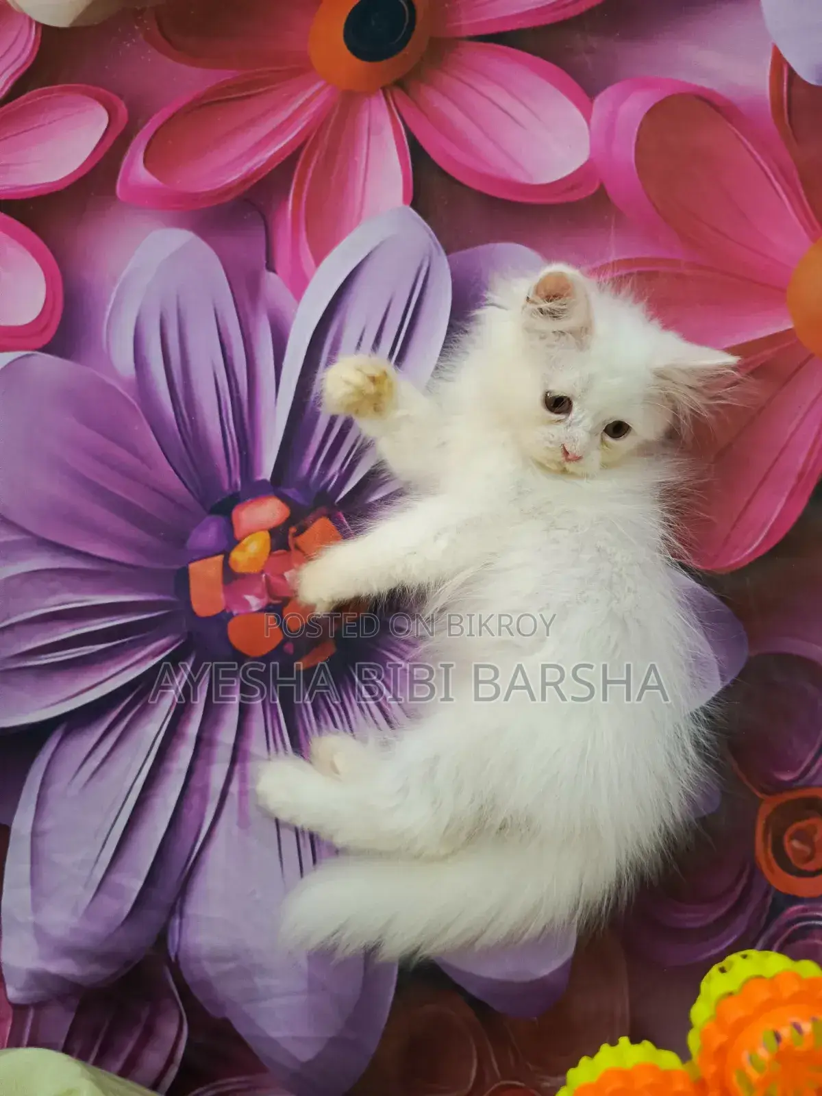 1-3 Months Male Purebred Persian