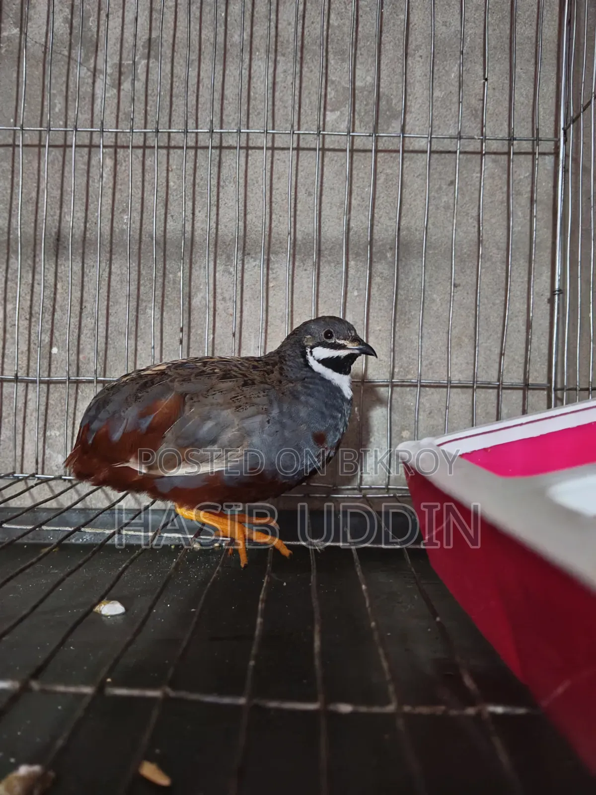 A pair of King Quail for sale