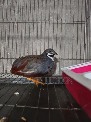 A pair of King Quail for sale