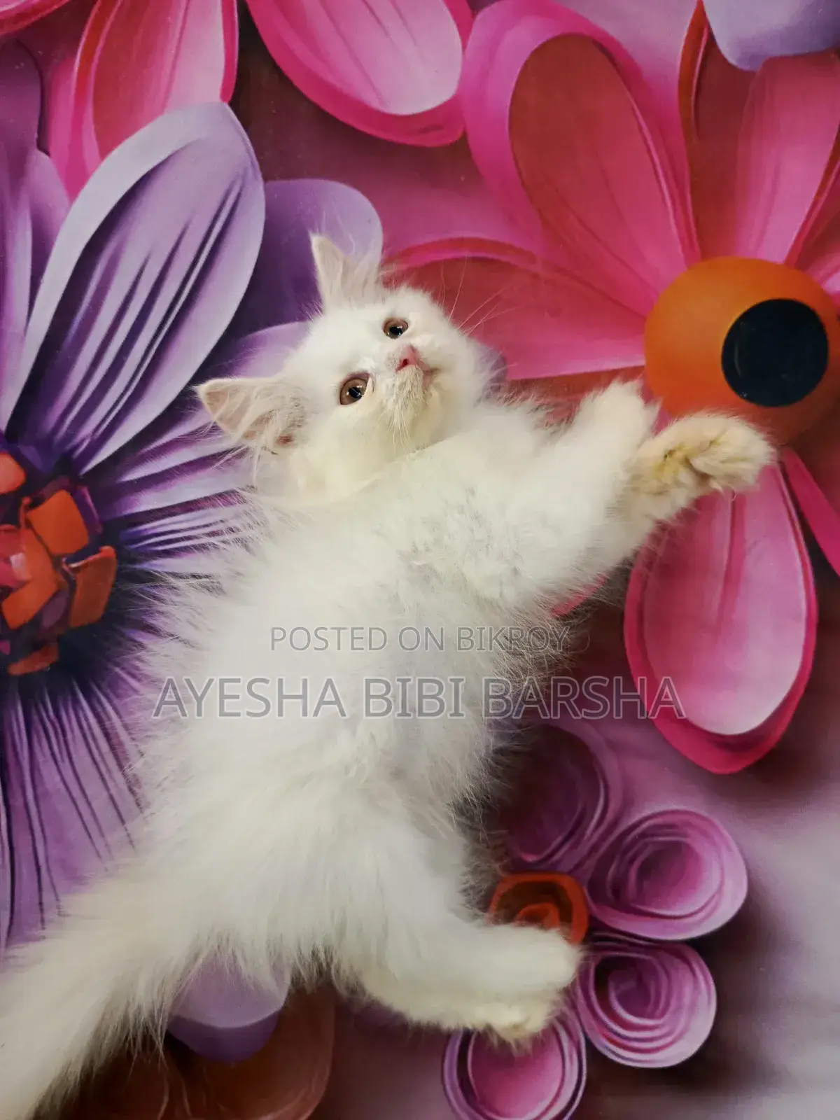1-3 Months Male Purebred Persian