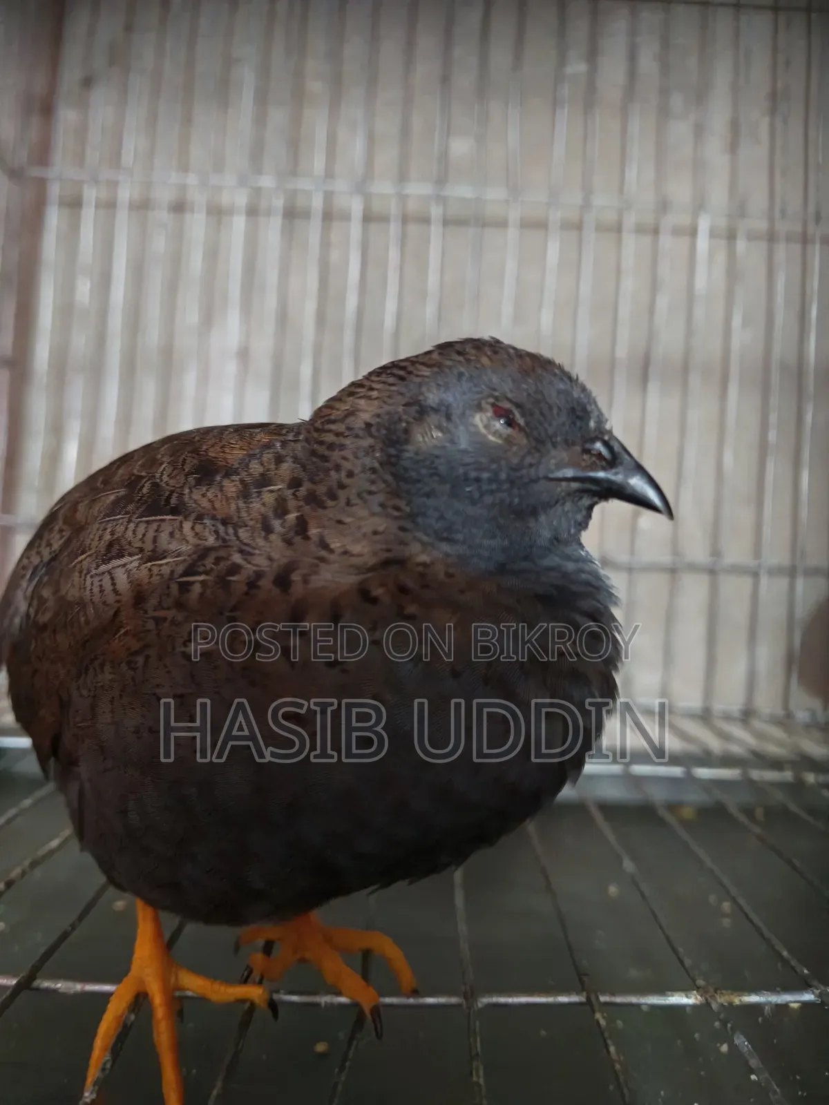 A pair of King Quail for sale