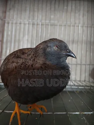 A pair of King Quail for sale