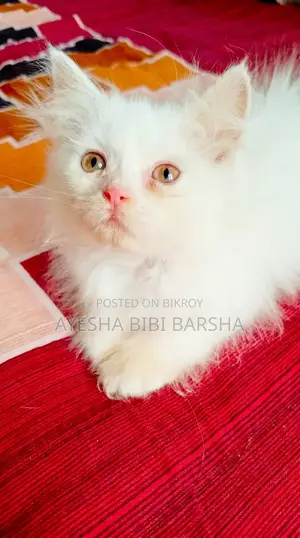 1-3 Months Male Purebred Persian