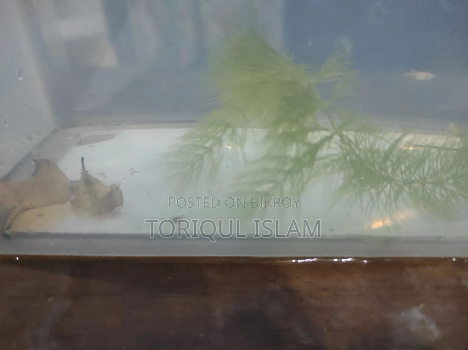 Shrimp (Yellow/Dragon) (Per Pair) Location-Mirpur-2