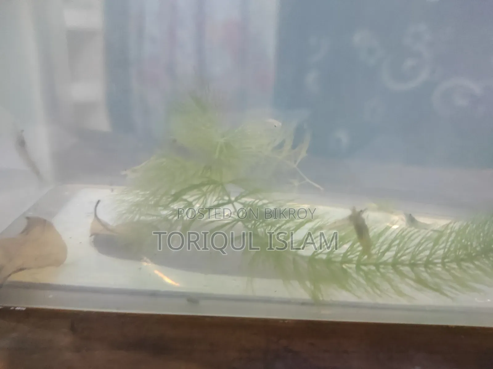 Shrimp (Yellow/Dragon) (Per Pair) Location-Mirpur-2