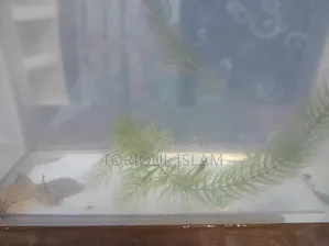 Shrimp (Yellow/Dragon) (Per Pair) Location-Mirpur-2