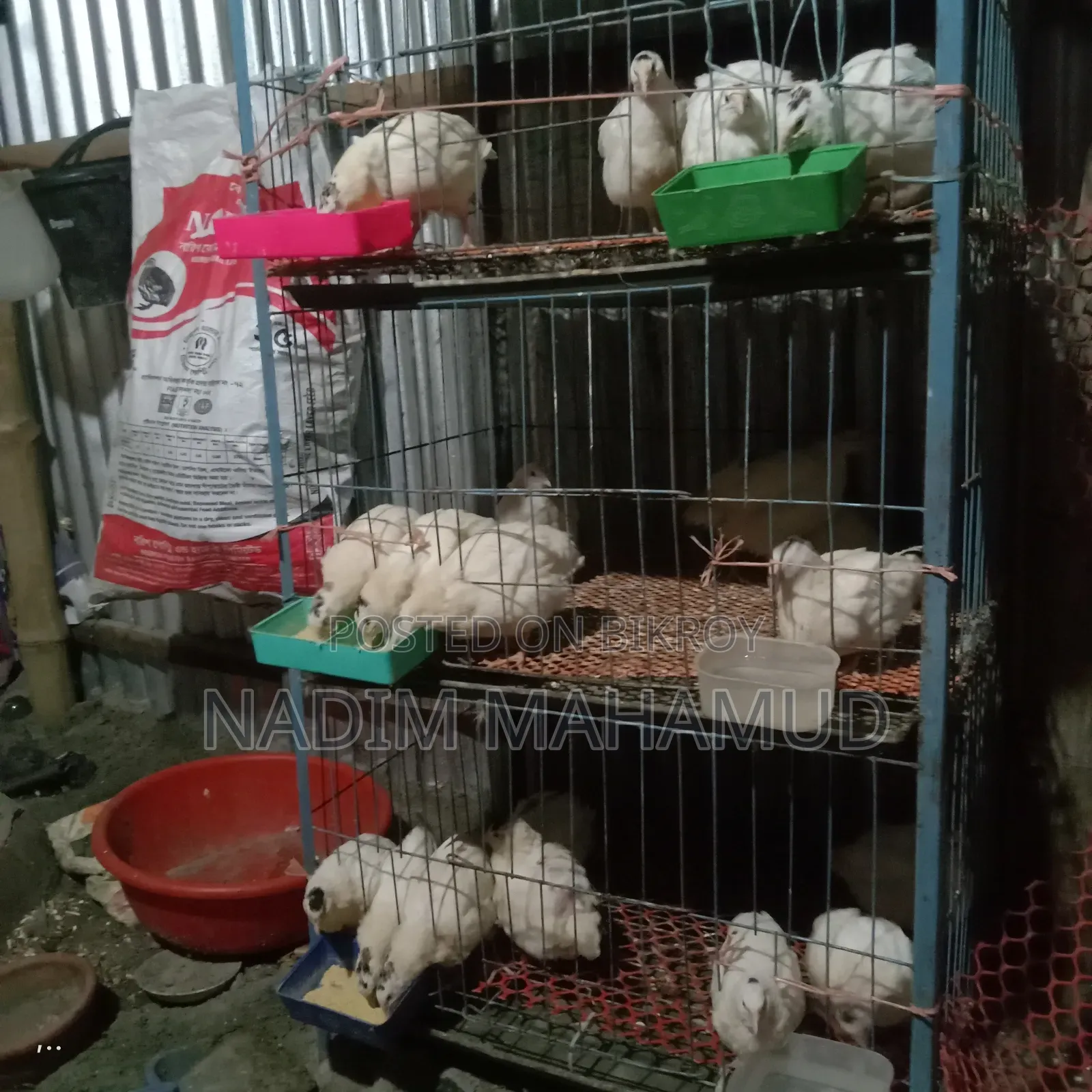 European Adult Quail Birds