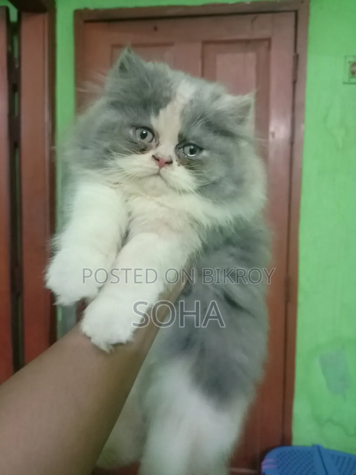 3-6 Months Female Purebred Persian