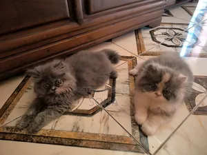 3-6 Months Female Purebred Persian