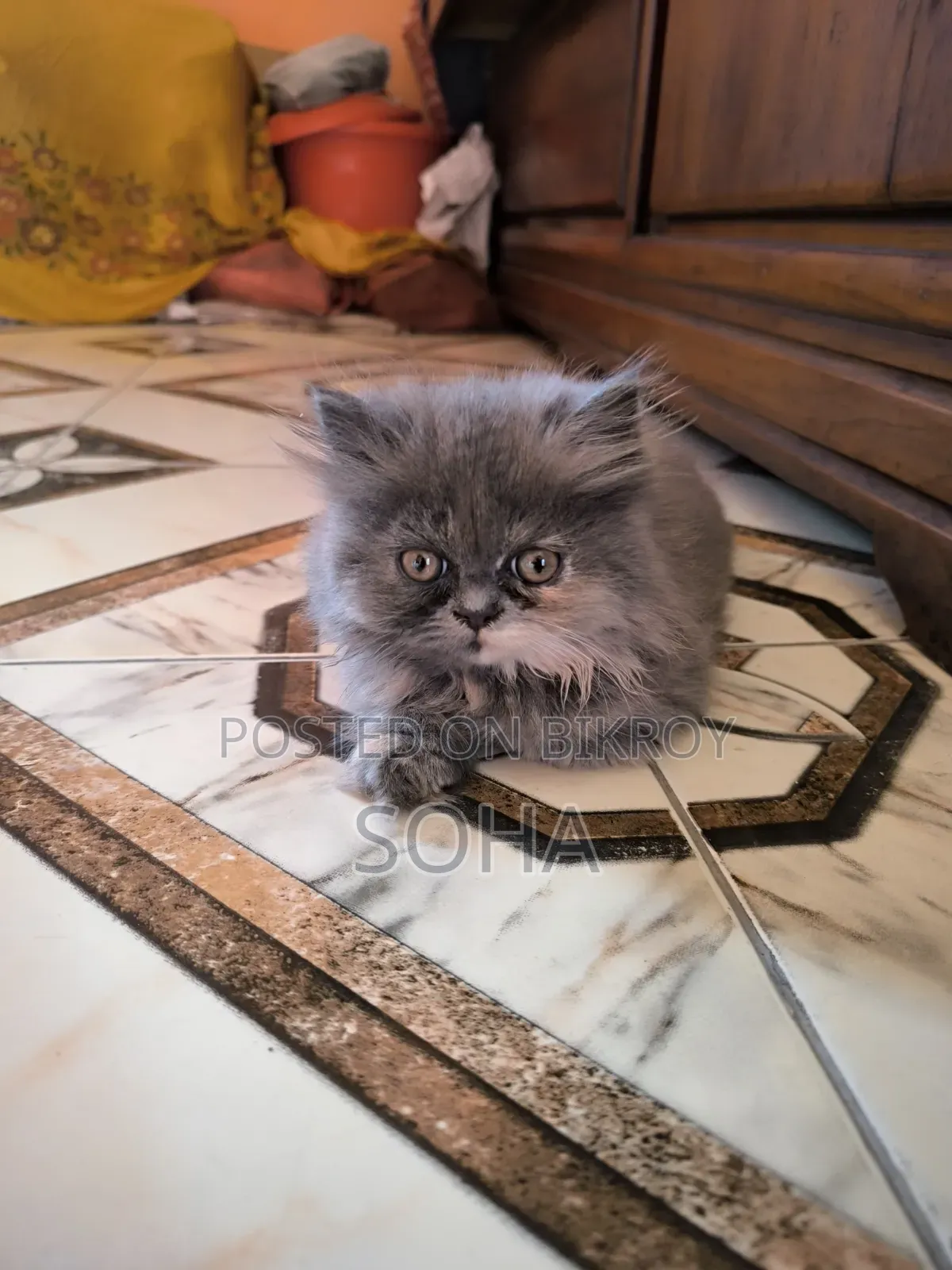 3-6 Months Female Purebred Persian