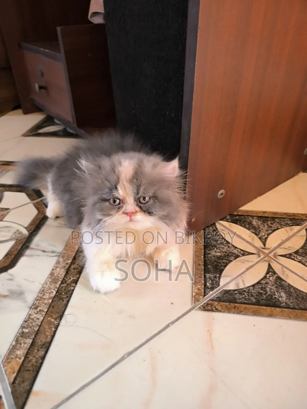 3-6 Months Female Purebred Persian