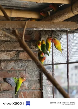 Love Birds