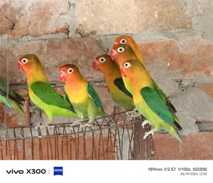 Love Birds
