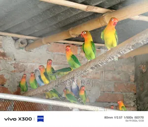 Love Birds