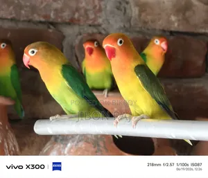 Love Birds