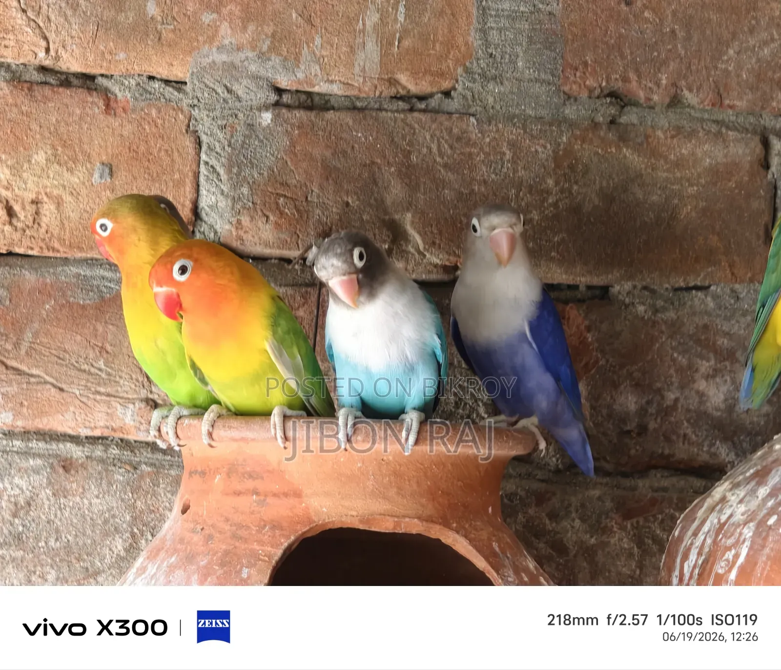 Love Birds