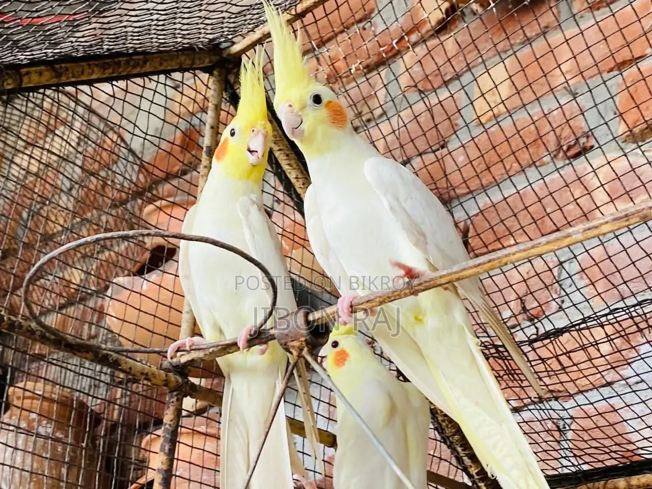 Love Birds