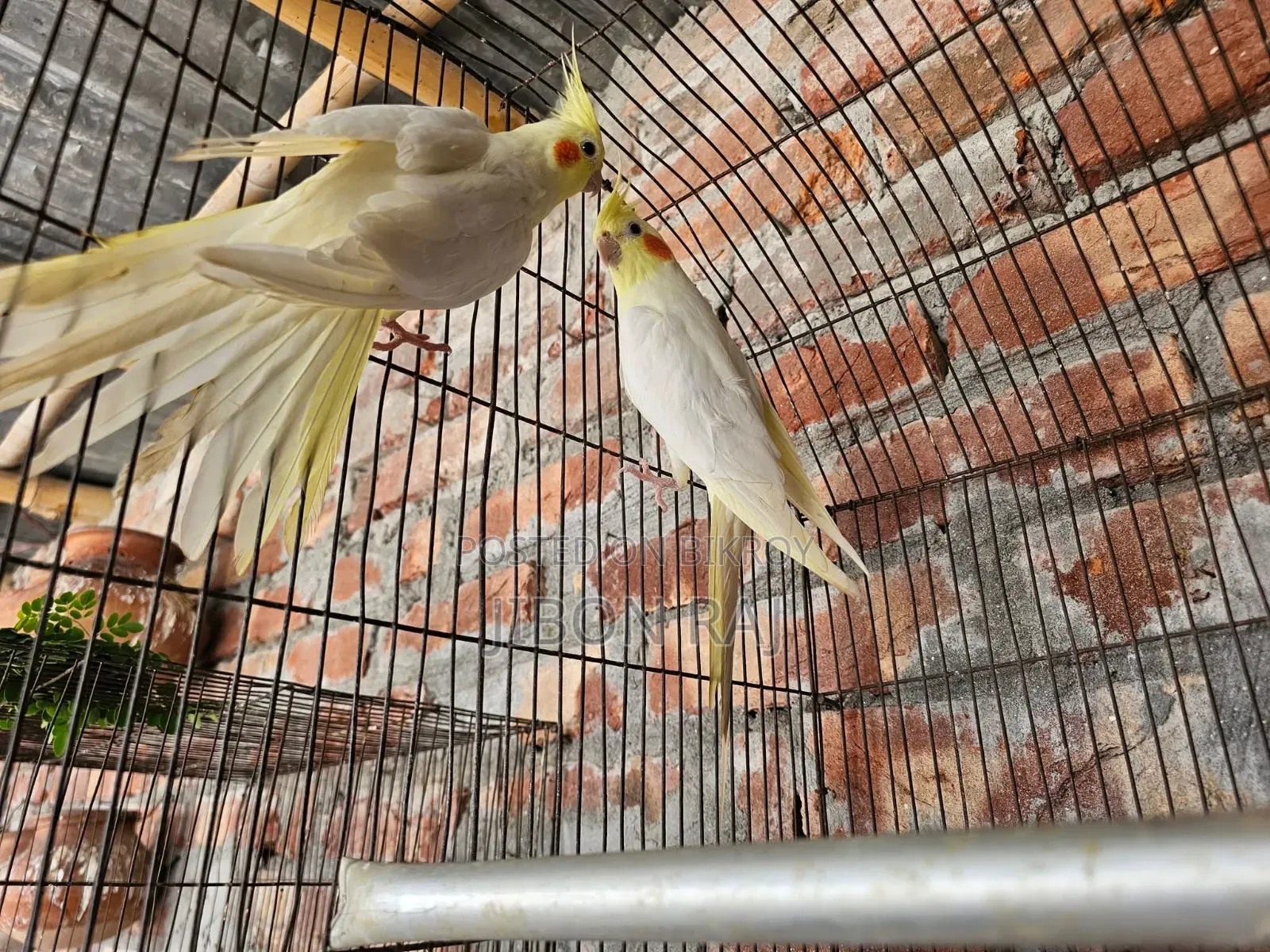 Love Birds