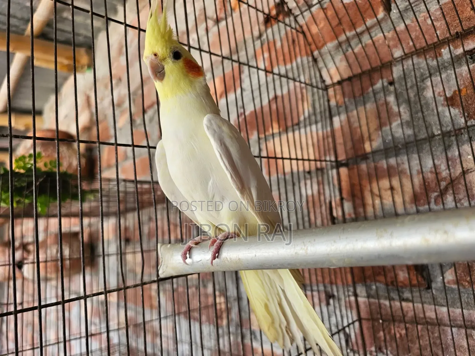 Love Birds