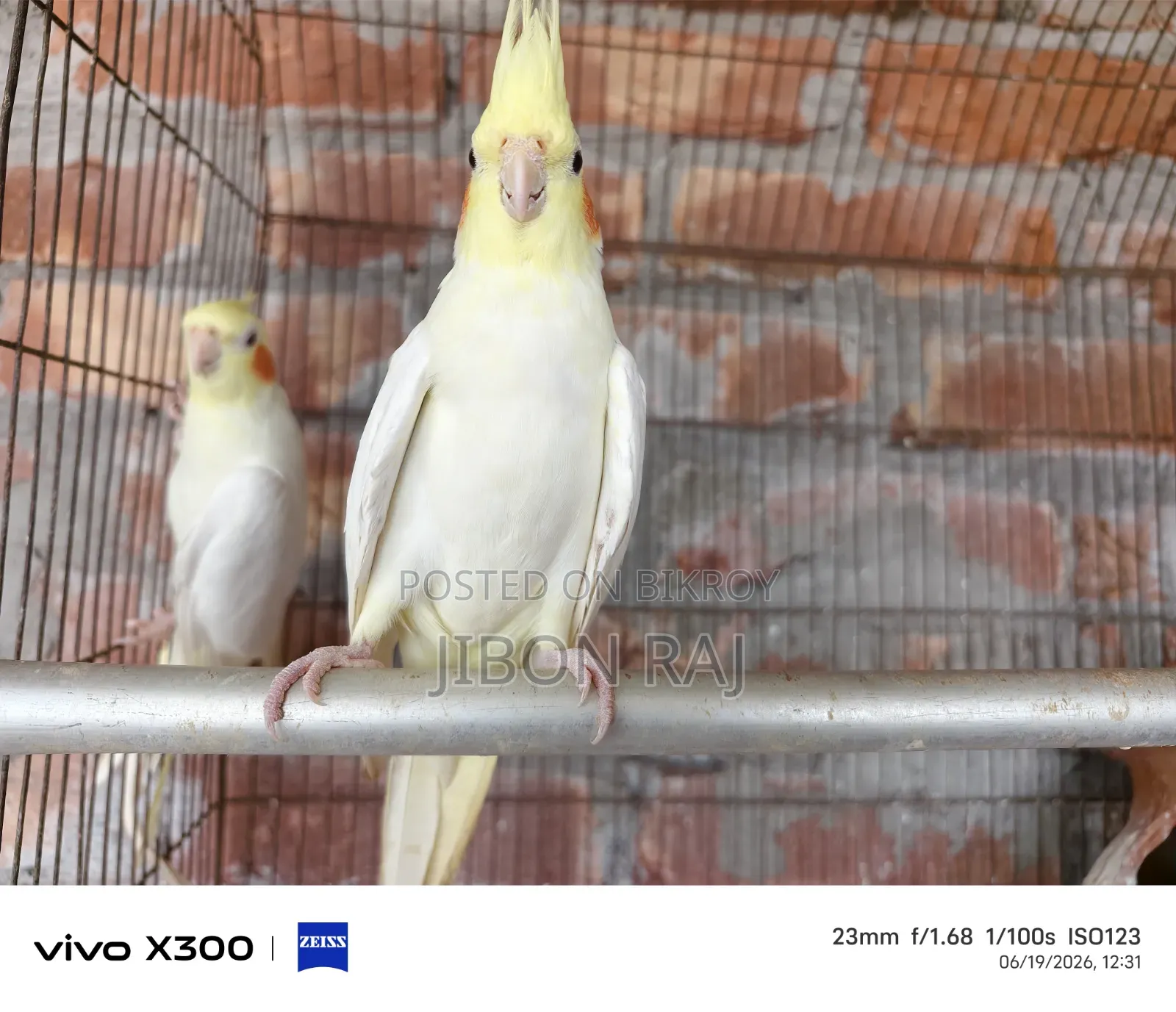 Love Birds