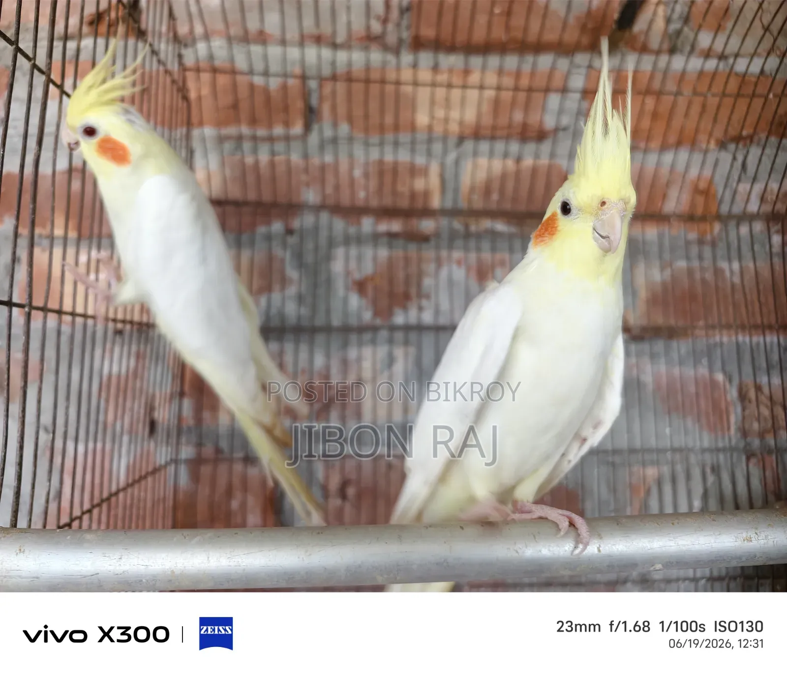 Love Birds