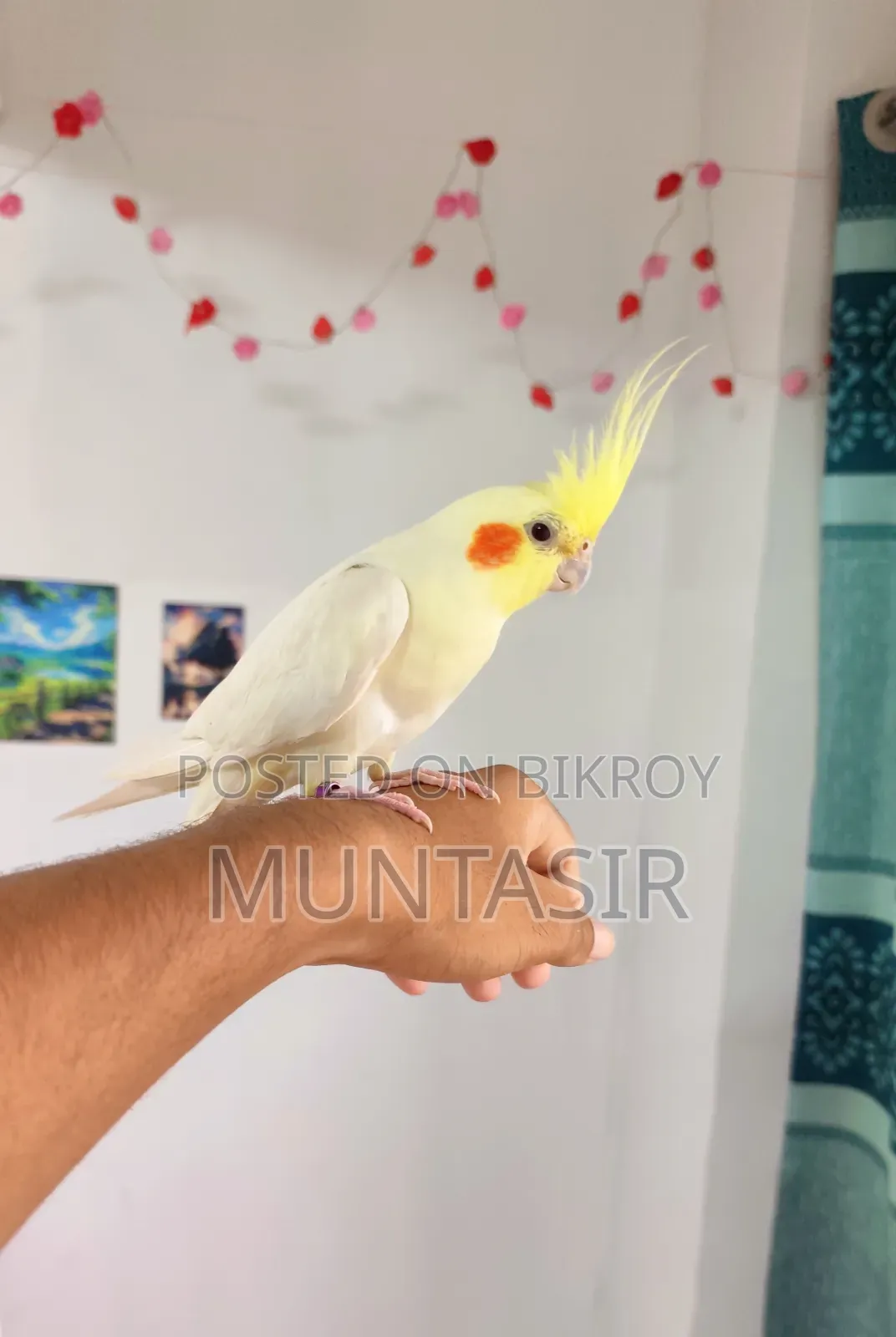 এক পিস ককাটেল পাখি বিক্রি হবে।
