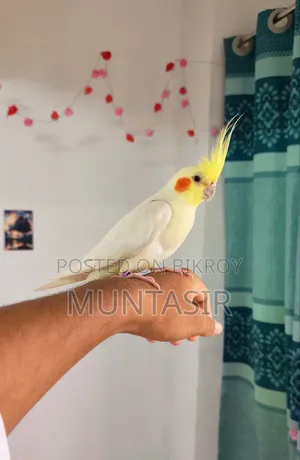 এক পিস ককাটেল পাখি বিক্রি হবে।