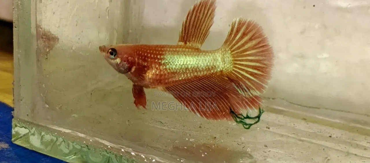 Betta Fish with Eggs