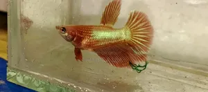 Betta Fish with Eggs