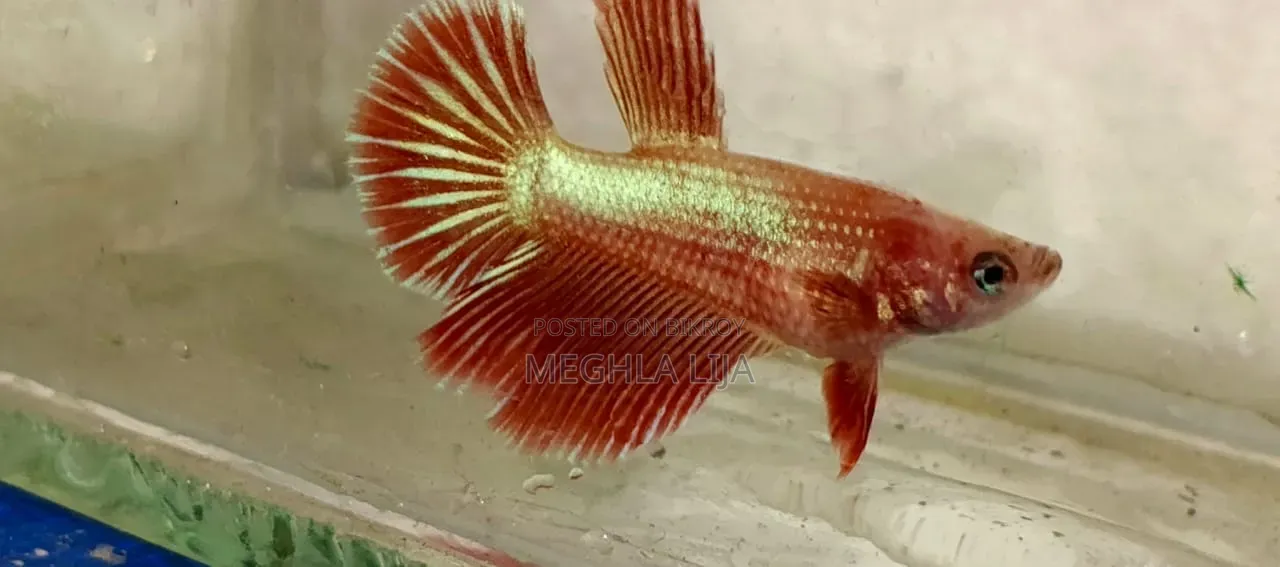 Betta Fish with Eggs