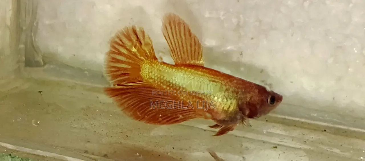 Betta Fish with Eggs