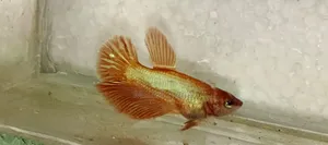 Betta Fish with Eggs