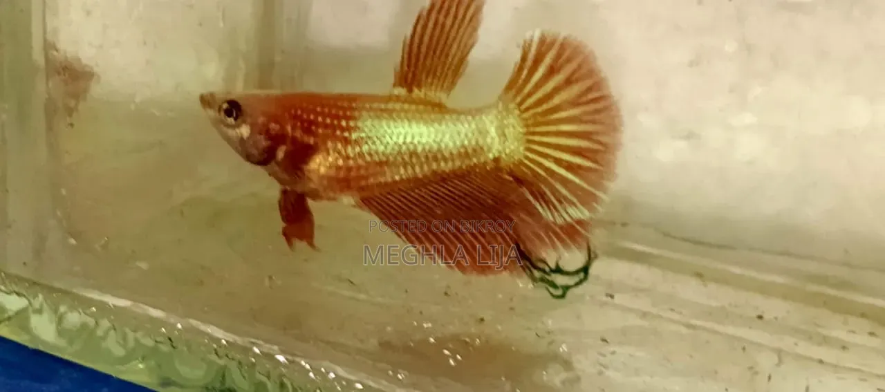 Betta Fish with Eggs