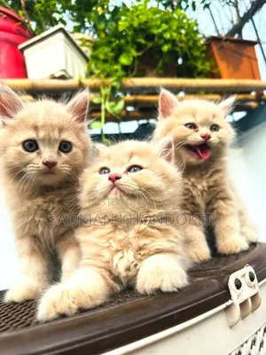 1-3 Months Male Purebred Persian