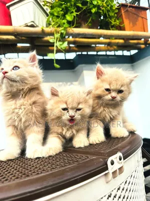 1-3 Months Male Purebred Persian