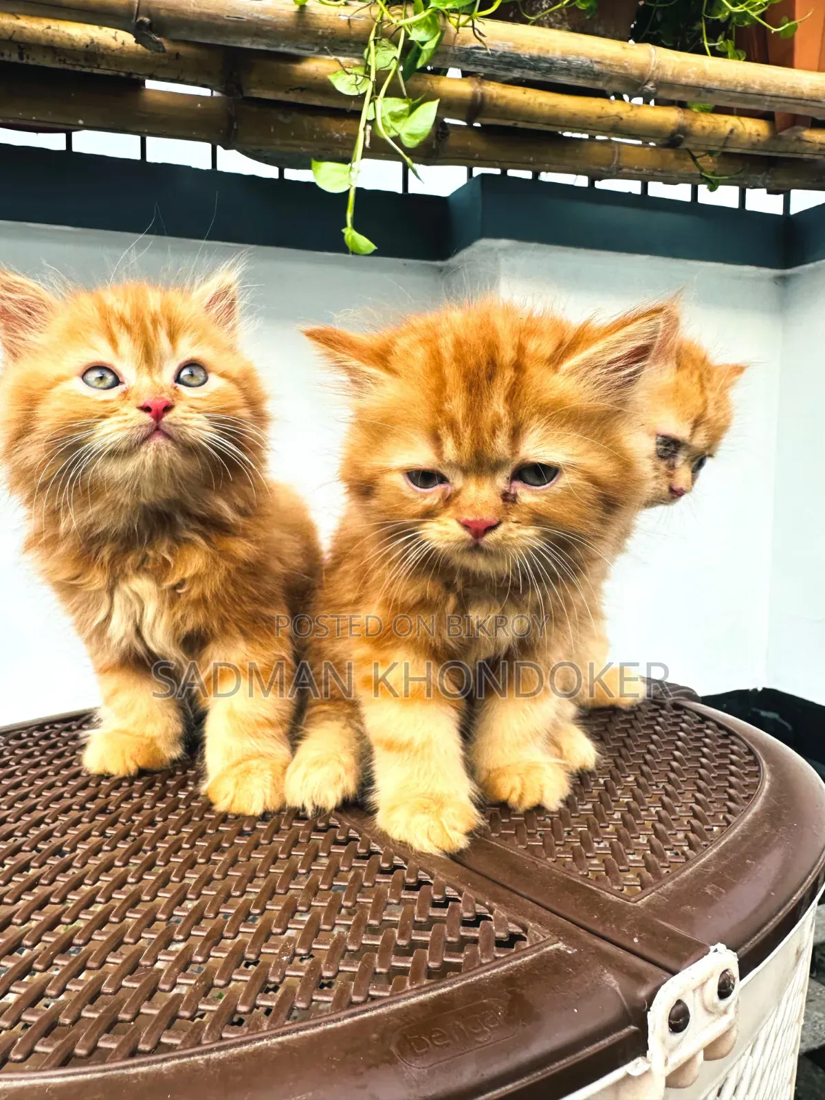 1-3 Months Male Purebred Persian
