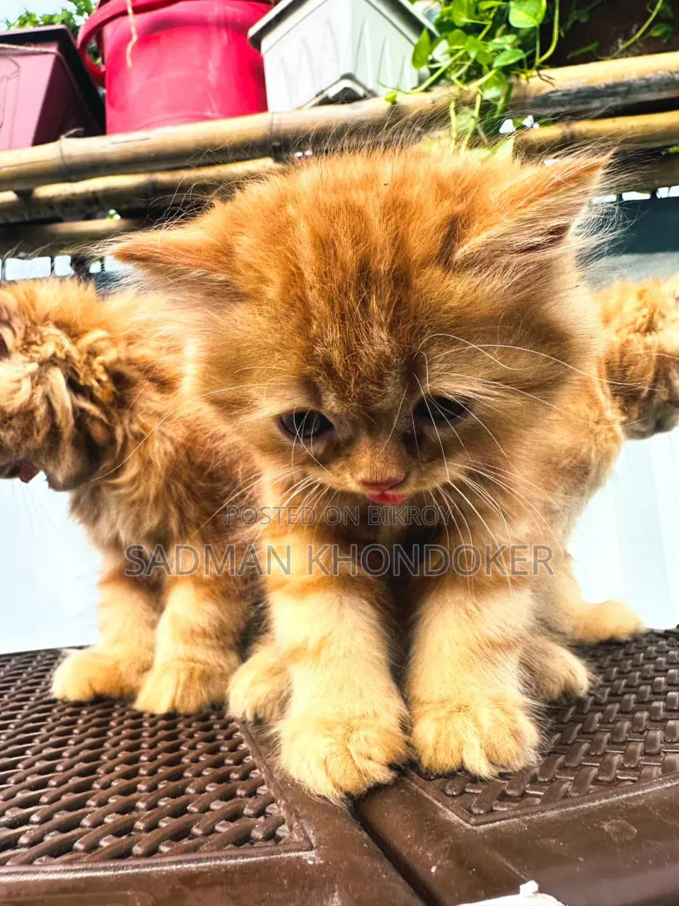 1-3 Months Male Purebred Persian